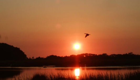 Ellisville Marsh Sunrise — Set of Four